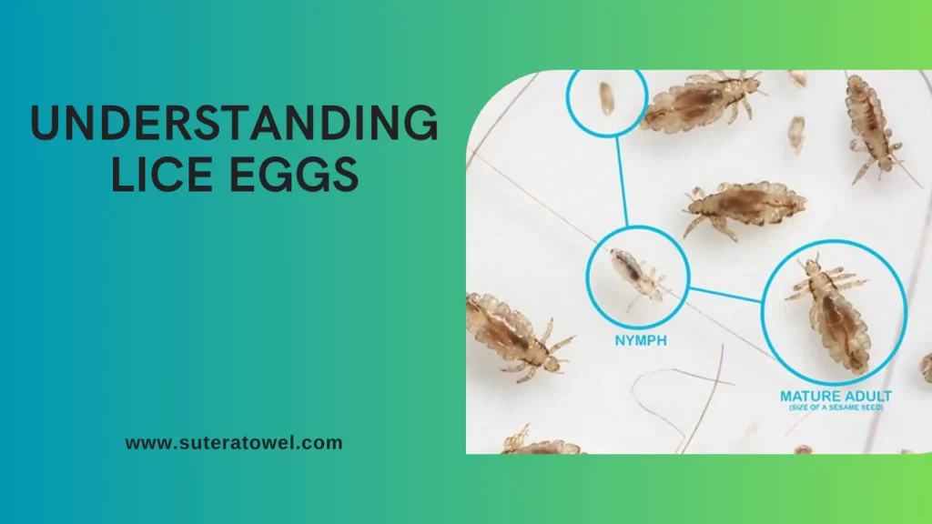 Understanding Lice Eggs