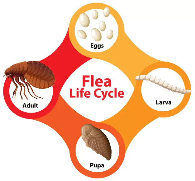 Characteristics Of Lice Eggs