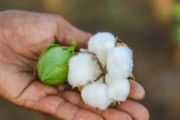 Fact Vs. Fiction Debunking Myths About Egyptian Cotton