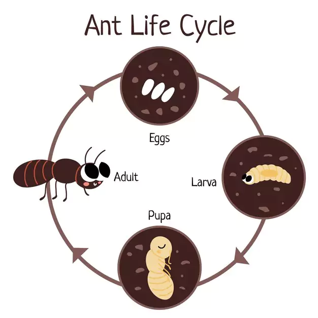Understanding The Life Cycle Of Lice