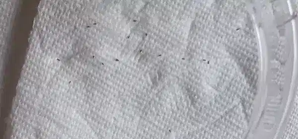 Nits On Paper Towel Are A Sign Of Contamination