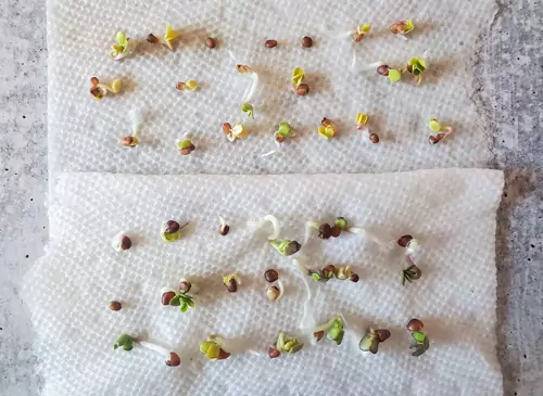 Step-By-Step Guide To Germinating Seeds In Paper Towel