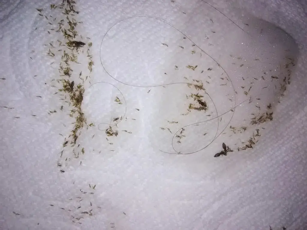 The Science Behind Nits On Paper Towel
