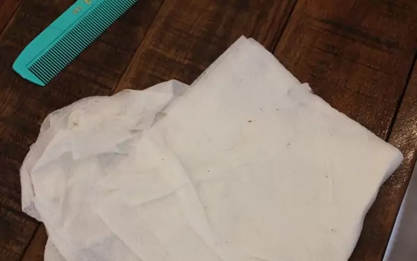 The Truth About Nits On Paper Towel