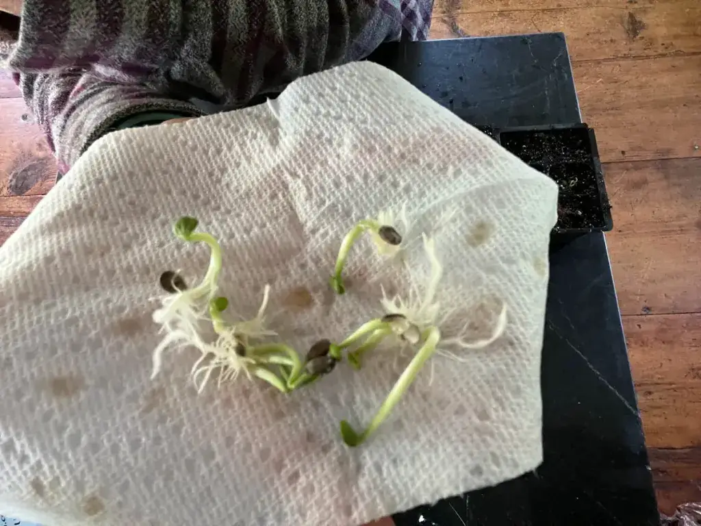 Tips And Tricks For Successful Paper Towel Germination