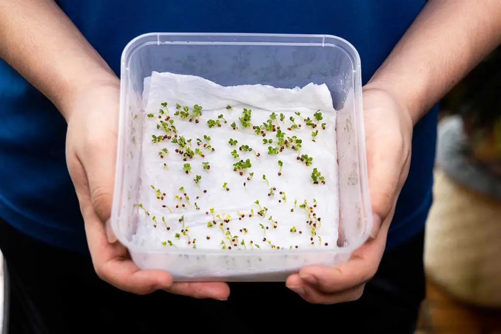 Why Choose Paper Towel Germination